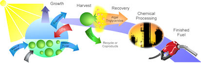 Algal Biofuels Overview