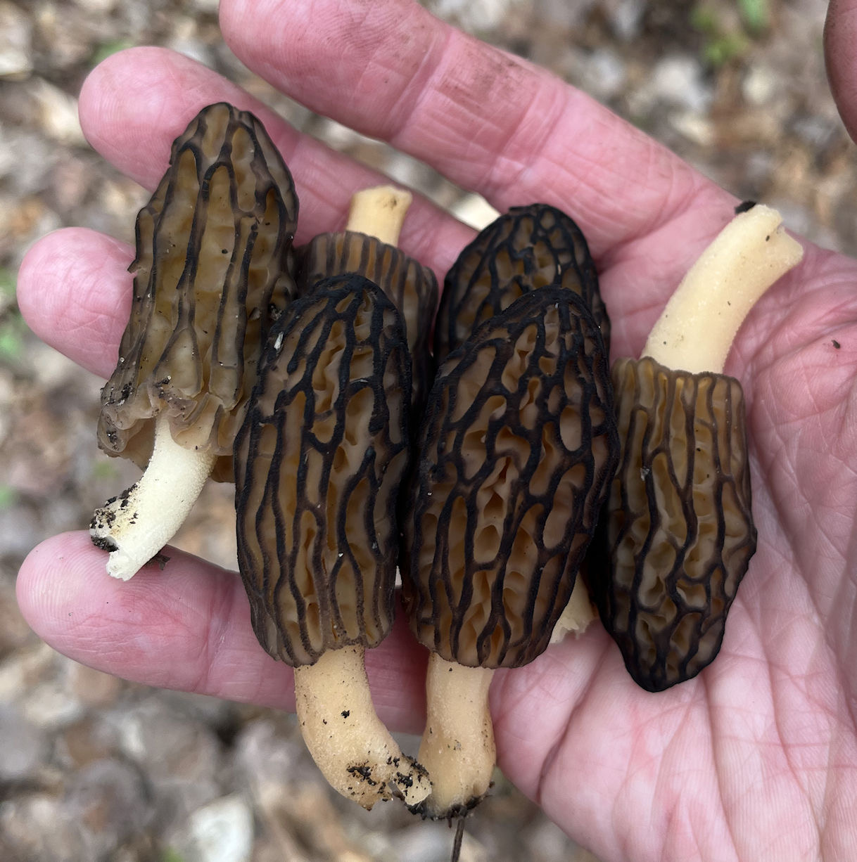 morels