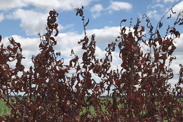 Herbicide-killed brush along a road in Midland County, MI